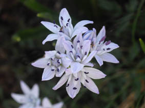 Scilla verna